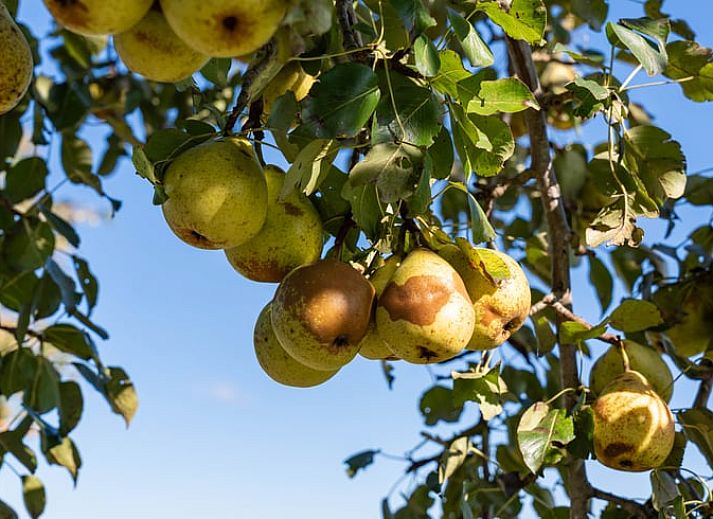 Gemuetliches Wohnzimmer im Ferienhaus in Ruinerwold, Drenthe mit Holzinterieur und bequemer Sitzecke.