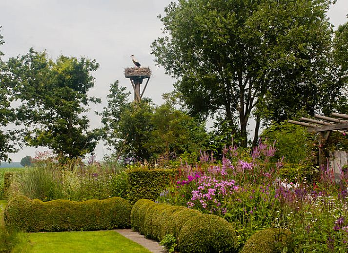 Bluehende Hortensien schmuecken das Ferienhaus in Ruinerwold, ein charmantes Ferienhaus in Drenthe.