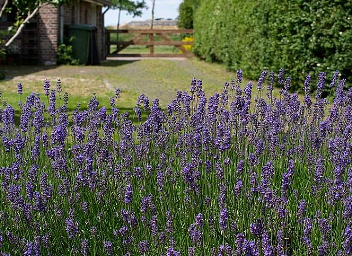 Unterkunft 201423 - Ferienhaus Zuidwest Drenthe - Vakantiehuis in Ruinerwold