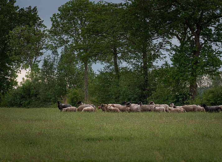 Luftaufnahme des Ferienhauses DG970 in Ruinerwold, Drenthe, umgeben von der Natur.