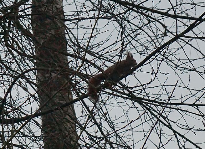 Sneeuw bedekt de tuin van Vakantiehuis in Zorgvlied in Zuidwest Drenthe, met groen en serene stilte.