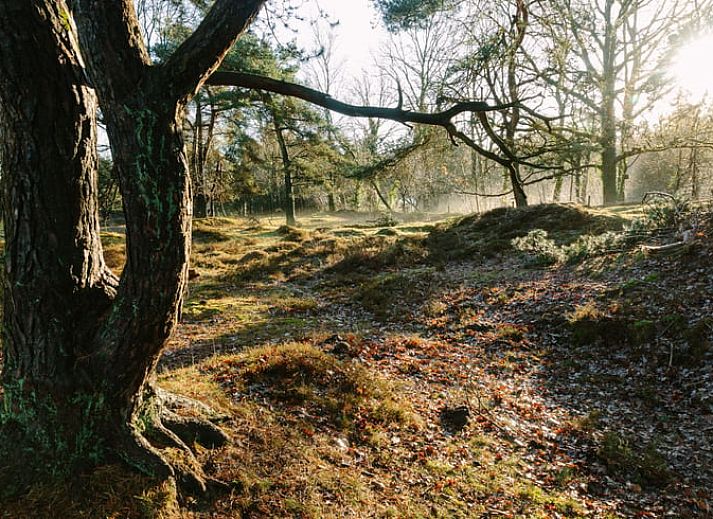 Stilvolles Esszimmer im Ferienhaus in Zorgvlied, Suedwest-Drenthe, mit moderner Einrichtung und Aussicht auf die gruene Umgebung.