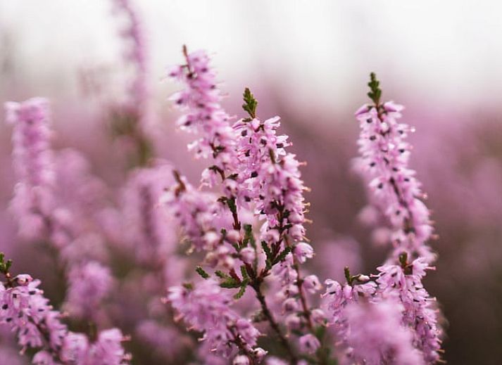 Unterkunft 201541 - Ferienhaus Zuidwest Drenthe - Huisje in Zorgvlied