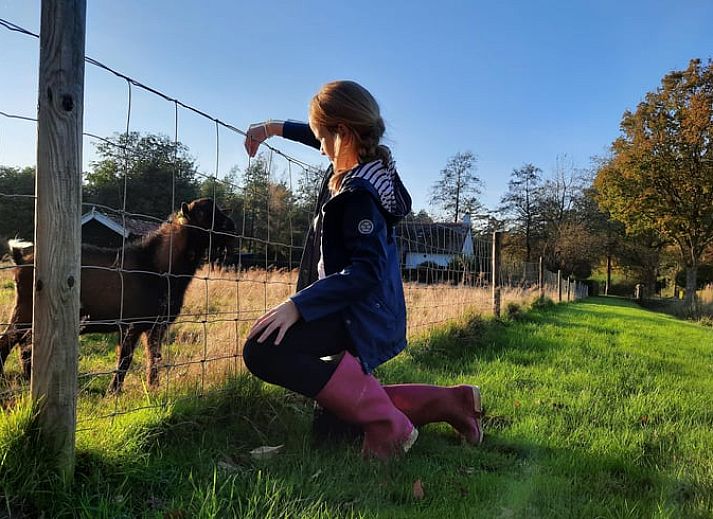 Dining and sleeping area in Holiday cottage in Vledder, Southwest Drenthe, with wooden interior.