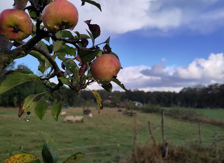 Dining and sleeping area in Holiday cottage in Vledder, Southwest Drenthe, with wooden interior.