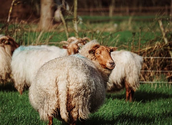 Vacation home in Vledder tucked away in the nature of Southwest Drenthe.