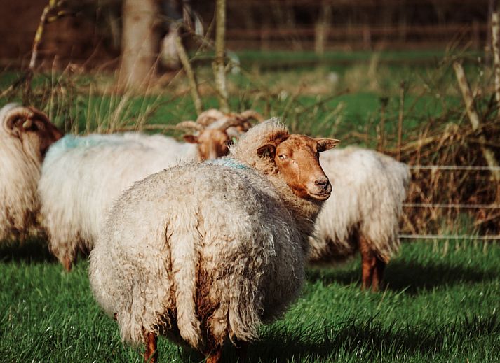 Slaapkamer met stapelbed in vakantiehuis DG1834, Vledder, ideaal voor gezinnen.
