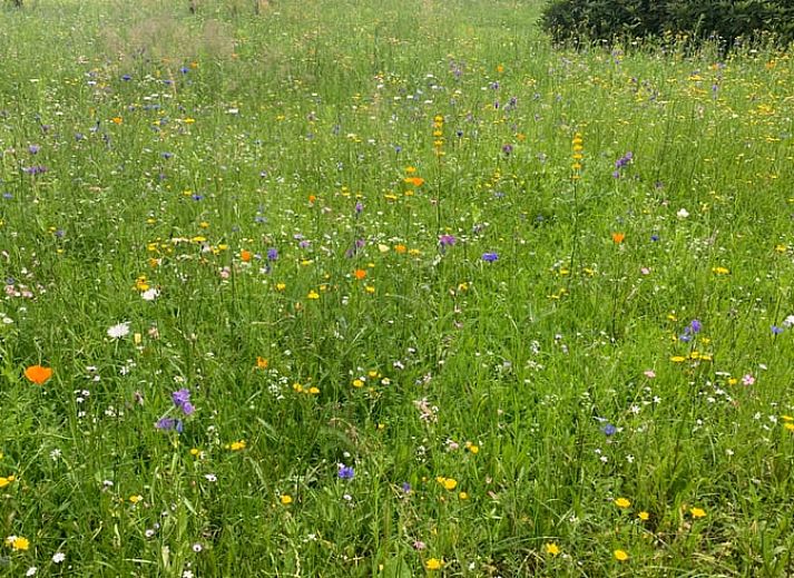 Luchtfoto van Vakantiehuis in Wapse, Zuidwest Drenthe, omringd door velden en bossen.