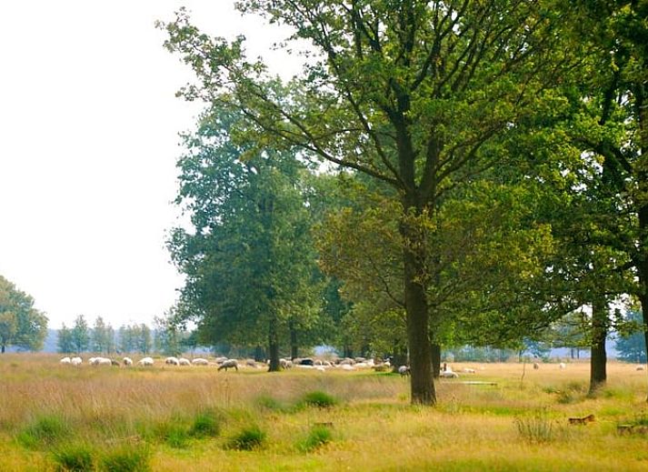 Schaduwrijke laan naar Vakantiehuis in Wapse, Zuidwest Drenthe, omgeven door bomen.