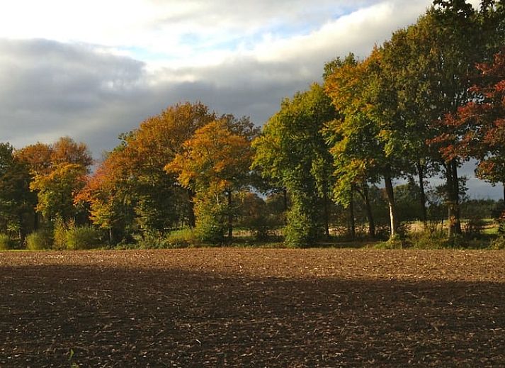 Schaduwrijke laan naar Vakantiehuis in Wapse, Zuidwest Drenthe, omgeven door bomen.