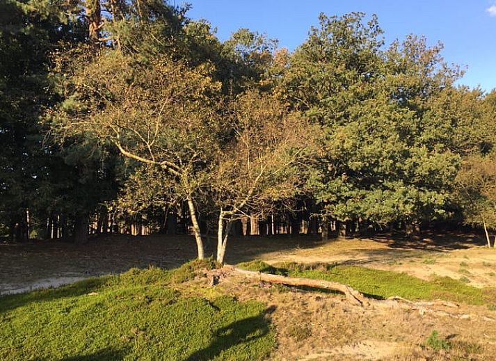 Schaduwrijke laan naar Vakantiehuis in Wapse, Zuidwest Drenthe, omgeven door bomen.