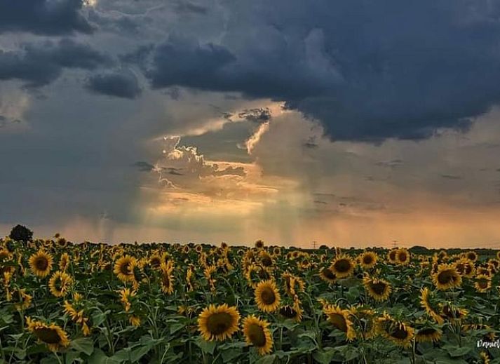 Rustiek Vakantiehuisje in Wapse met rieten dak in Zuidwest Drenthe, omgeven door groene tuin.