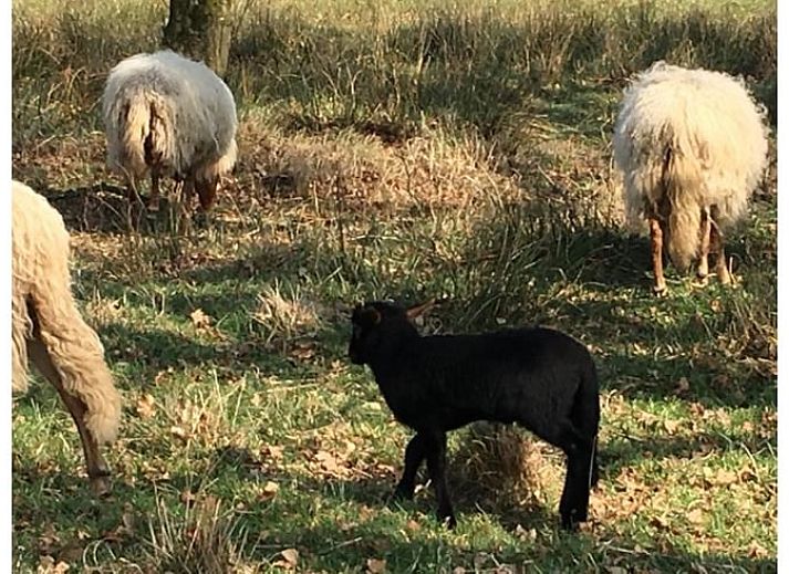 Gezellige eetruimte in Vakantiehuisje in Wapse, Drenthe, met lange houten tafel en moderne keuken.