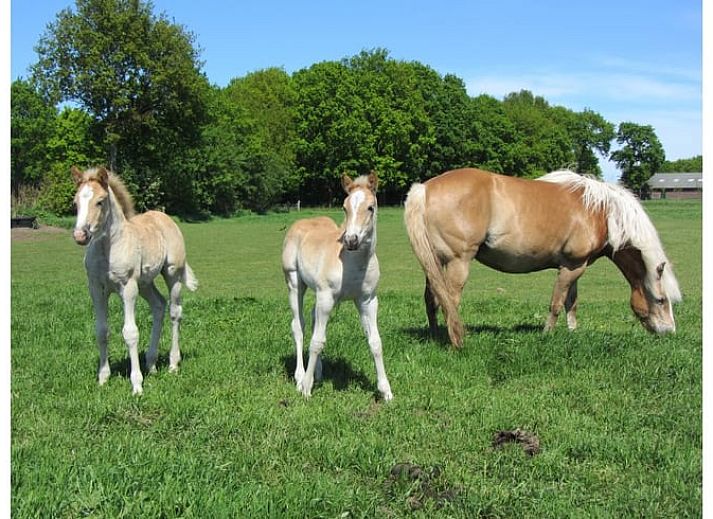 Zonnebloemveld nabij Vakantiehuisje in Wapse, Drenthe, met dramatische wolkenlucht.