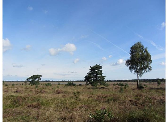 Zonnebloemveld nabij Vakantiehuisje in Wapse, Drenthe, met dramatische wolkenlucht.