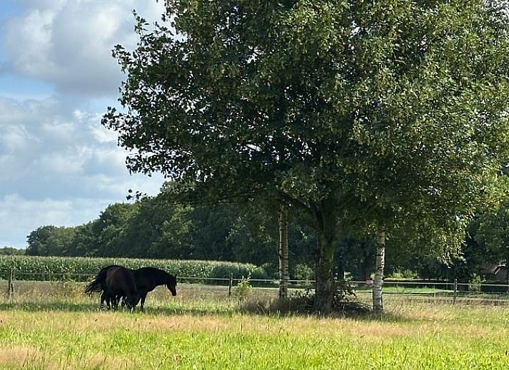 Gezellige woonkamer van Vakantiehuisje in Wapse, Zuidwest Drenthe, met houten balken en comfortabele zithoek voor een ontspannen verblijf.