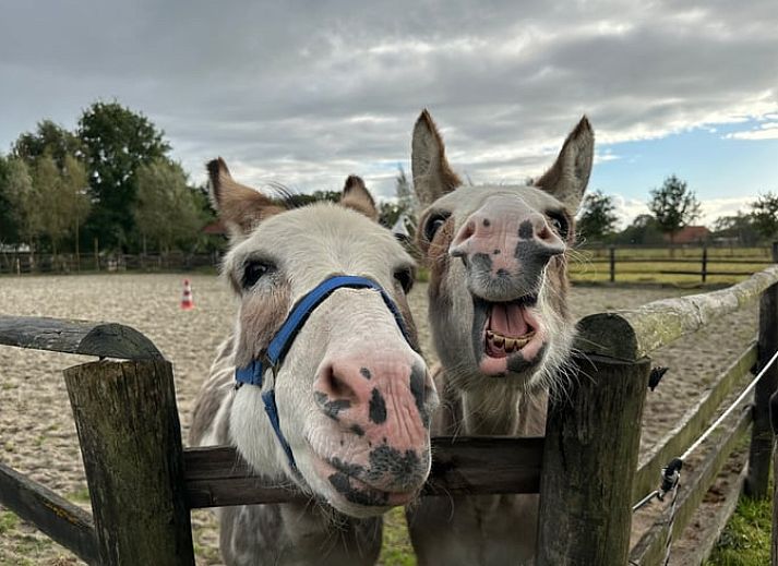Stijlvolle keuken in Vakantiehuisje in Wapse, Zuidwest Drenthe, met houten elementen en uitzicht op eetruimte, ideaal voor een ontspannen verblijf.