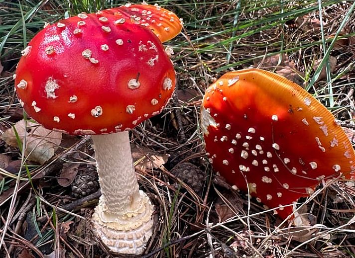 Stijlvolle keuken in Vakantiehuisje in Wapse, Zuidwest Drenthe, met houten elementen en uitzicht op eetruimte, ideaal voor een ontspannen verblijf.