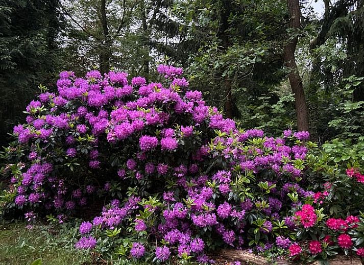 Ontspan in de groene tuin van Huisje in Wateren, Westerveld, Drenthe, met picknicktafel en schommel, omringd door natuur.