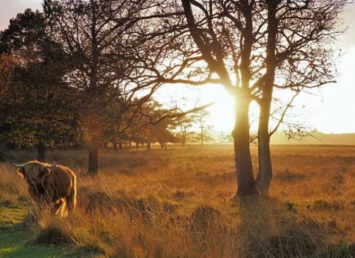 Huisje in Wateren, Westerveld: charmant vakantiehuis in Zuidwest Drenthe, omgeven door serene natuur en rustgevende omgeving.