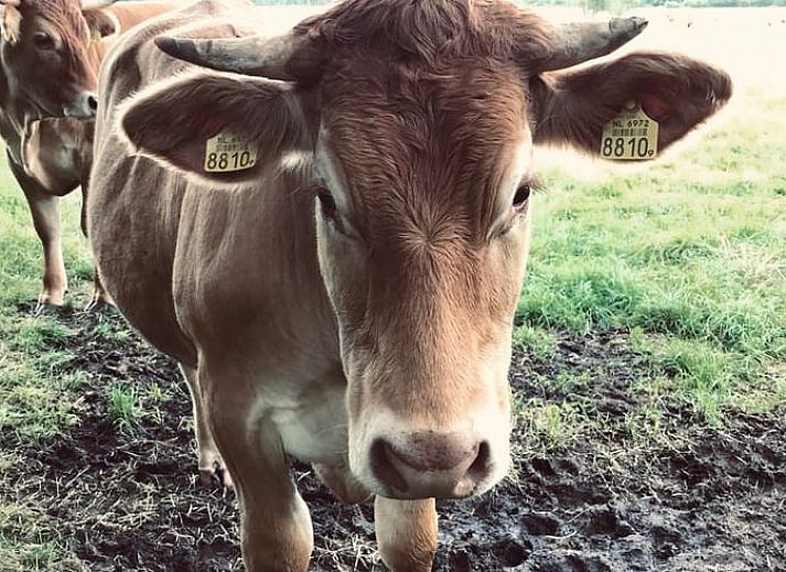 Huisje in Wateren, Westerveld: charmant vakantiehuis in Zuidwest Drenthe, omgeven door serene natuur en rustgevende omgeving.