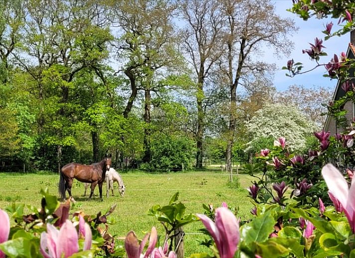 Geraeumige Terrasse im Huisje in Wateren, Ferienunterkunft im Suedwesten von Drenthe, umgeben von viel Gruen.