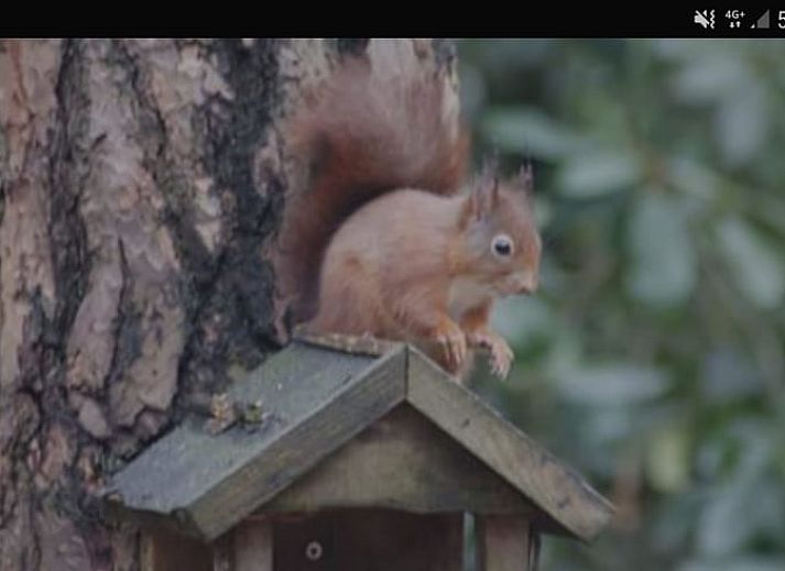 Ferienhaus in Wateren, Westerveld, umgeben von waldreicher Natur im Suedwesten von Drenthe, ideal fuer Naturliebhaber.