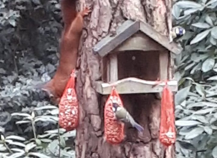Eichhoernchen auf dem Baum beim Ferienhaus in Wateren, Westerveld, Suedwest-Drenthe, ideal fuer Tierliebhaber.