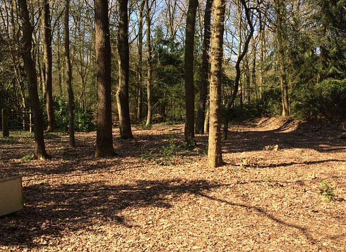Terrasse des Ferienhauses in Wateren, Westerveld mit Gartenmoebeln in den ruhigen Waeldern von Sued-West Drenthe.