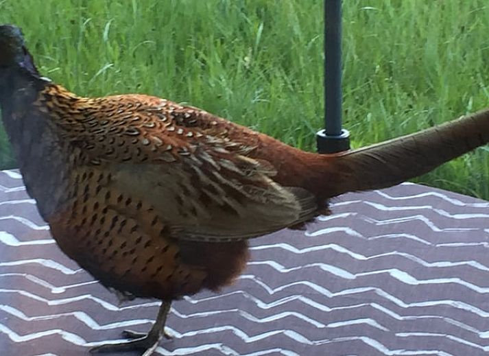 Aussenansicht Ferienhaus in Wateren, Westerveld mit Blick auf die gruene Umgebung von Suedwest-Drenthe.