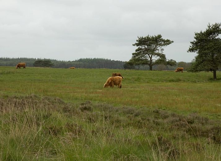 Stilvoller Innenraum im Ferienhaus in Wateren, Westerveld, Ferienhaus mit Blick auf die Natur im Suedwesten von Drenthe.