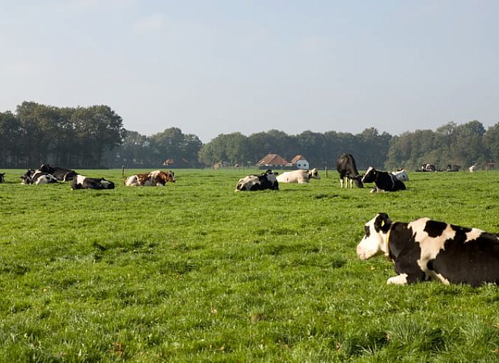 Stilvoller Innenraum im Ferienhaus in Wateren, Westerveld, Ferienhaus mit Blick auf die Natur im Suedwesten von Drenthe.