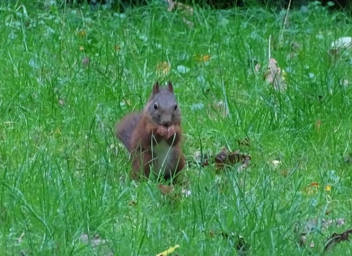 Ferienhaus in Wateren mit gemuetlicher Veranda, gelegen in den Waeldern von Suedwest-Drenthe, bietet ein ruhiges Naturerlebnis.