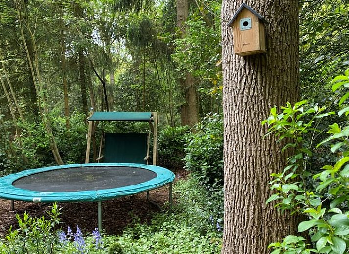 Das Eichhoernchen im Garten des Ferienhauses in Wateren, Suedwest-Drenthe, unterstreicht die reiche Natur, die die Unterkunft umgibt.