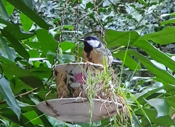 Das Eichhoernchen im Garten des Ferienhauses in Wateren, Suedwest-Drenthe, unterstreicht die reiche Natur, die die Unterkunft umgibt.