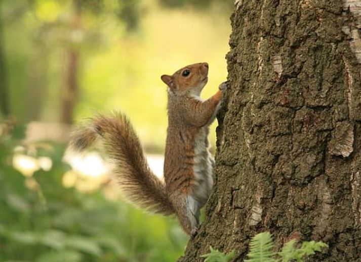 Gemuetliches Wohnzimmer mit Kamin im Ferienhaus in Wateren, Westerveld, Drenthe fuer einen gemuetlichen Urlaub.