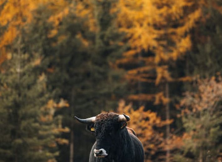 Esszimmer im Ferienhaus in Wateren, Westerveld, Drenthe mit Blick auf die gruene Umgebung.