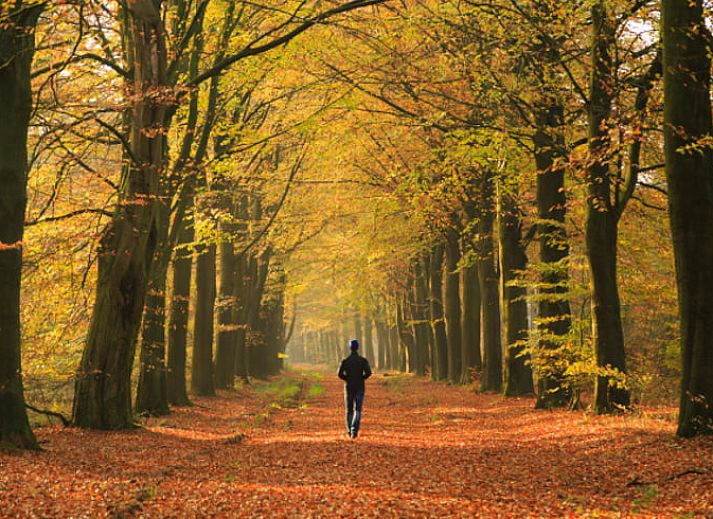 Rustikaler Pfad und Sitzgelegenheiten im Freien im Cottage in Wateren, Westerveld, Drenthe, ideal fuer Naturliebhaber.
