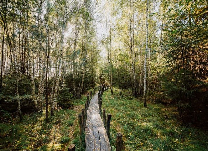 Rustikaler Pfad und Sitzgelegenheiten im Freien im Cottage in Wateren, Westerveld, Drenthe, ideal fuer Naturliebhaber.