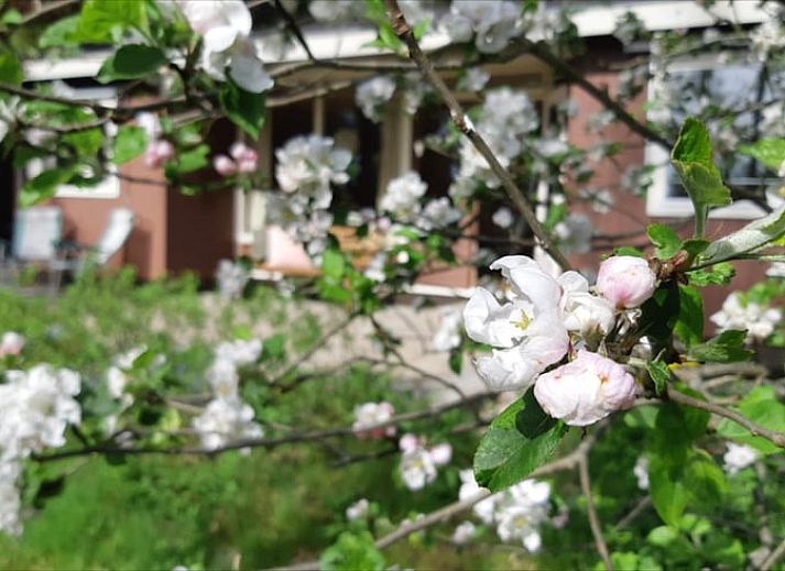 Sunrise at Cottage in Koekange, cottage in Southwest Drenthe, overlooking misty fields and trees.