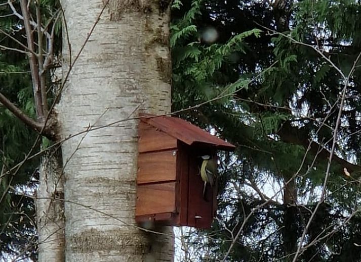 Sunny garden of Huisje in Koekange, vacation home in Southwest Drenthe, with patio chairs and flowers.