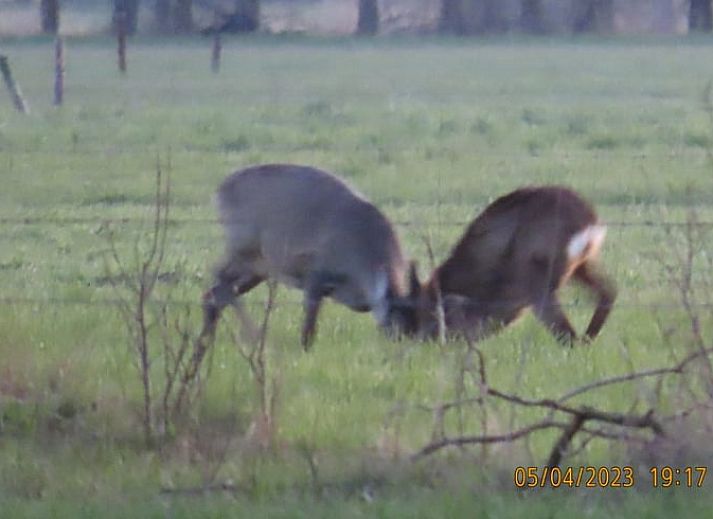 Sunny garden of Huisje in Koekange, vacation home in Southwest Drenthe, with patio chairs and flowers.