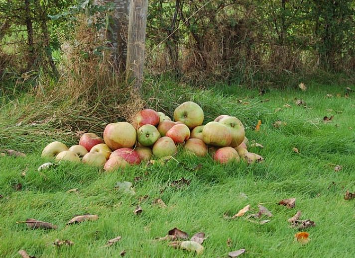 Charmant vakantiehuisje in Koekange met open deur naar terras, gelegen in Zuidwest Drenthe.