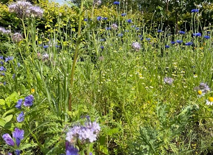 Guest house 202013 - Holiday property Zuidwest Drenthe - Huisje in Koekange