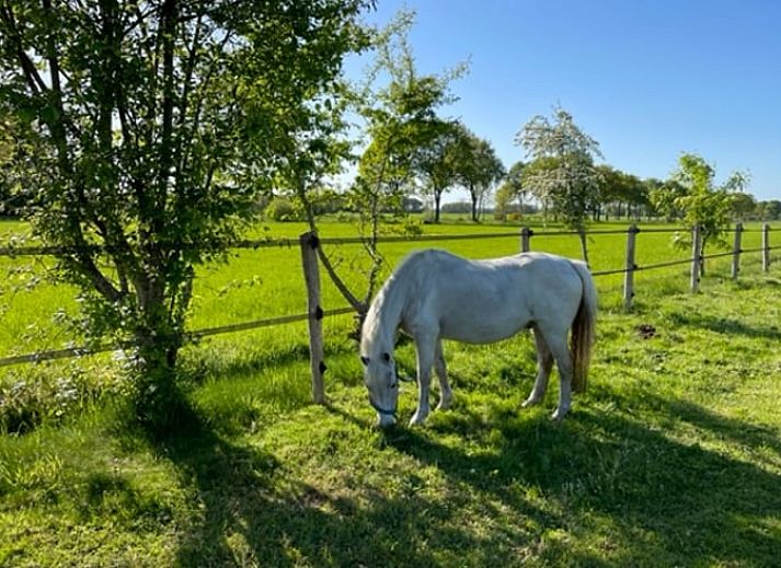 Guest house 202013 - Holiday property Zuidwest Drenthe - Huisje in Koekange