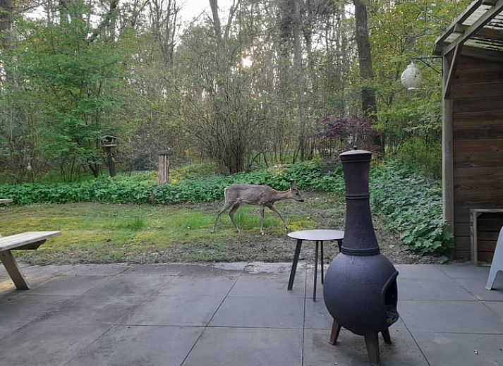 Stijlvolle keukenhoek in Vakantiehuisje in Uffelte, Zuidwest Drenthe, met uitzicht op de tuin.
