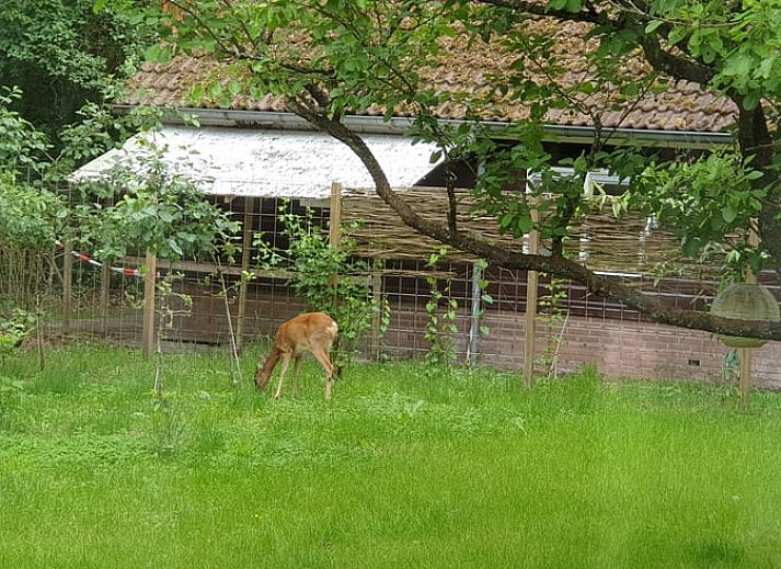 Koffiecorner in Vakantiehuisje in Uffelte, Zuidwest Drenthe, met espressomachine en waterkoker.
