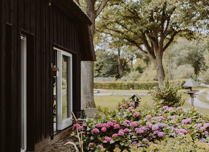 Gemuetliche Veranda im Ferienhaus in Uffelte, Suedwest-Drenthe, mit bunten Blumen und gruener Aussicht.