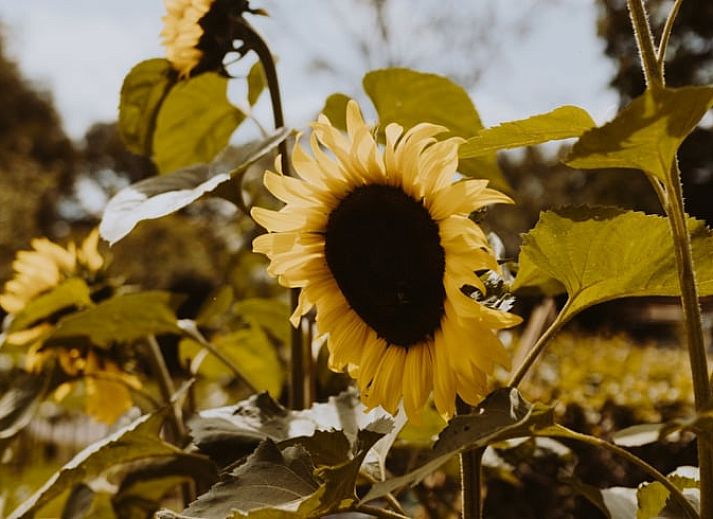 Moderne Kueche eines Ferienhauses in Uffelte, Suedwest-Drenthe, mit weissen Schraenken und sauberer Verarbeitung.