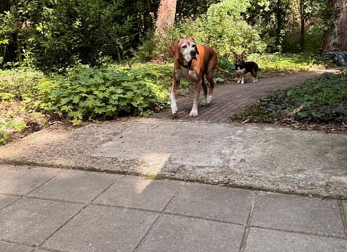 Aussenbereich mit Sitzgelegenheiten im Ferienhaus in Uffelte, ideal fuer einen entspannten Aufenthalt in Drenthe.